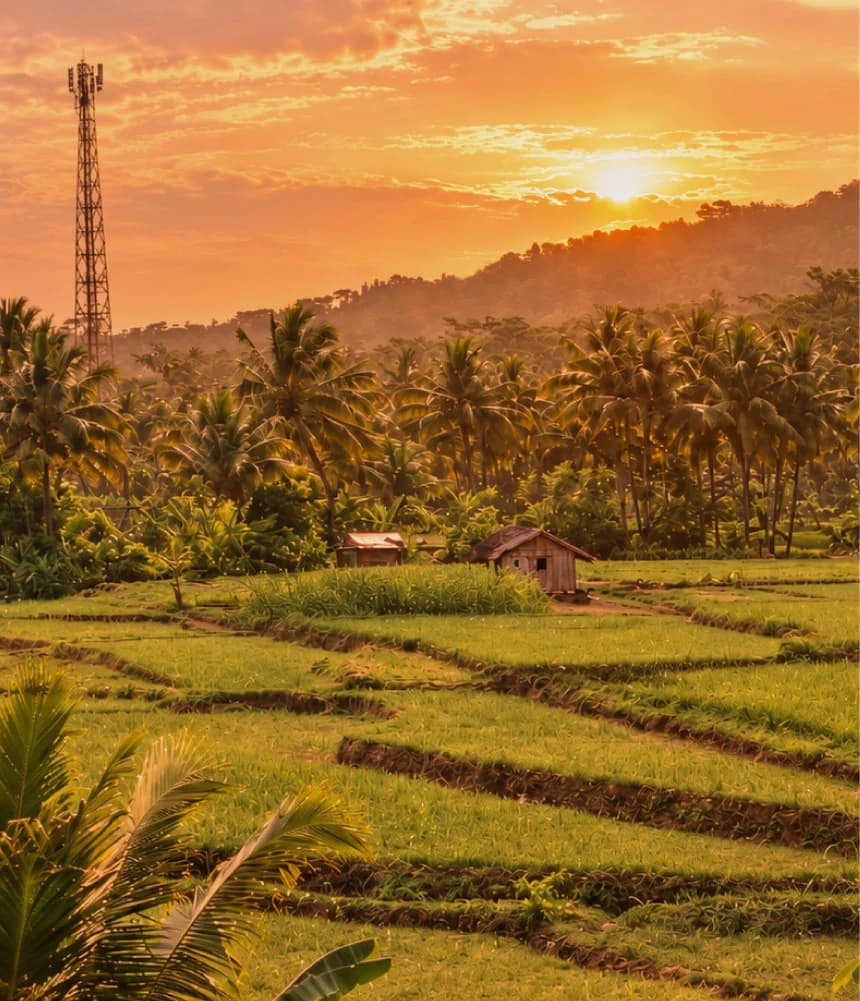 Rice fields and palm trees in Indonesia